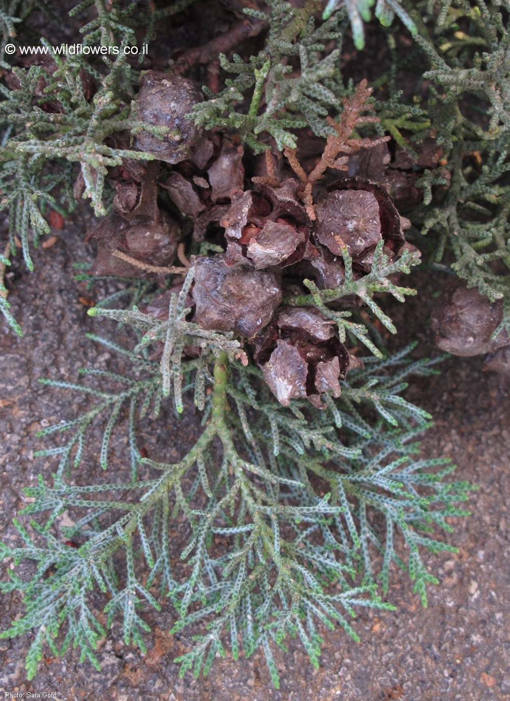 Cupressus arizonica var. glabra